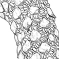 Betula medwediewii